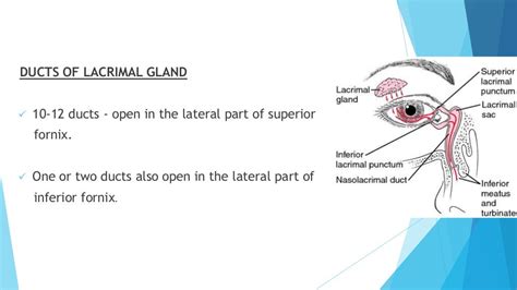 Anatomy Of Lacrimal Gland