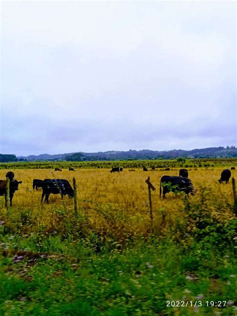 Vacas En El Campo Rompecabezas En L Nea