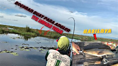 Mancing Ikan Gabus Monster 1 9kg Dan Toman Casting Toman Kalimantan