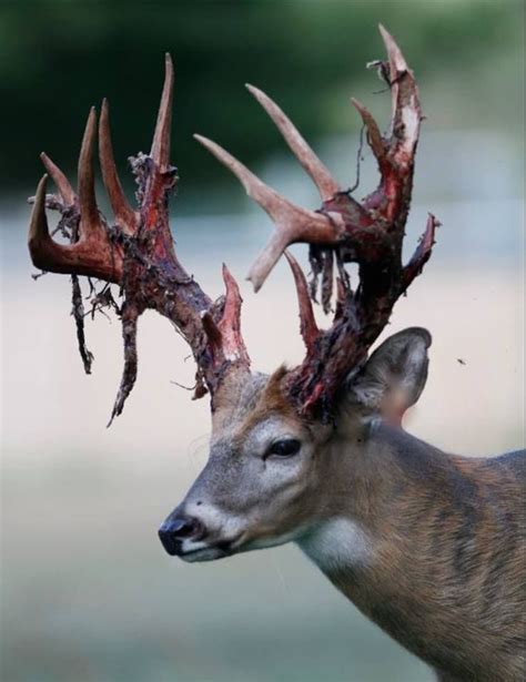 Malformalady Deer Antlers Shedding Velvet During The Growth Phase Of