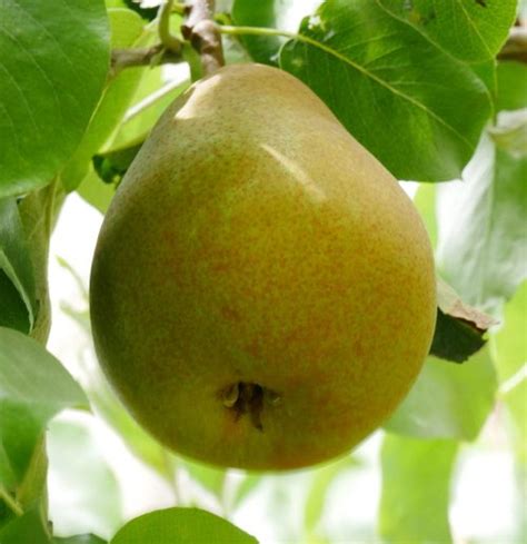 PYRUS COMMUNIS BEURRÉ HARDY Jardinerie d Altitude