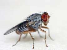 Sex On The Brain Doublesex Gene Key To Determining Fruit Fly Gender