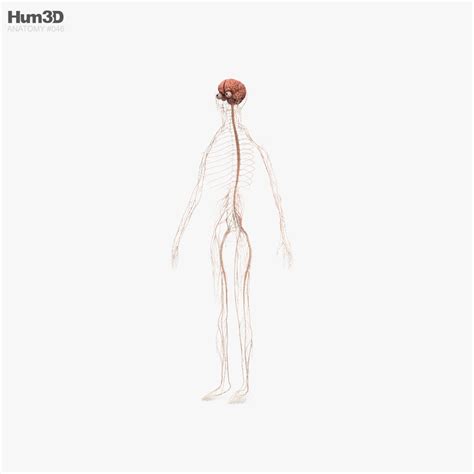 Anatomía masculina completa Modelo 3D Anatomía Humana on Hum3D