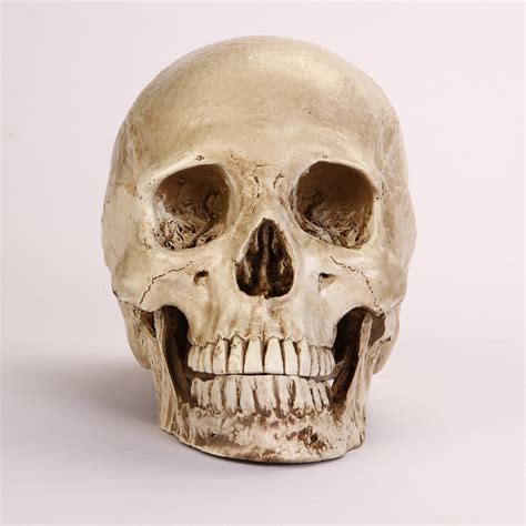 Lifesize Realistic Human Skull Replica Resin Model Anatomical Halloween