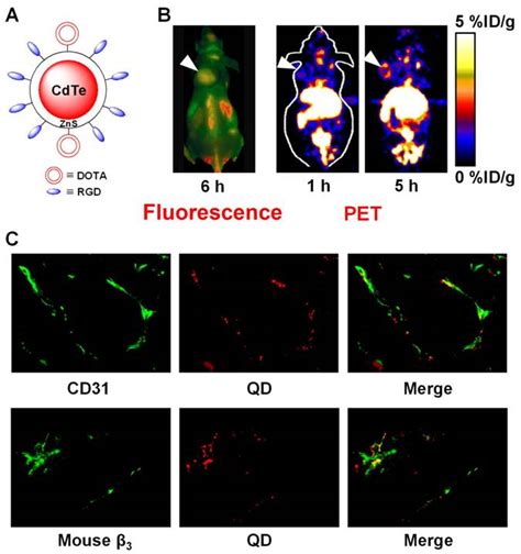 Multimodality Imaging of Integrin αvβ3 Expression