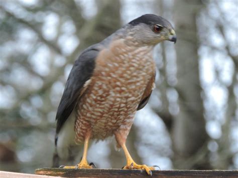 Male Coopers Hawk Feederwatch