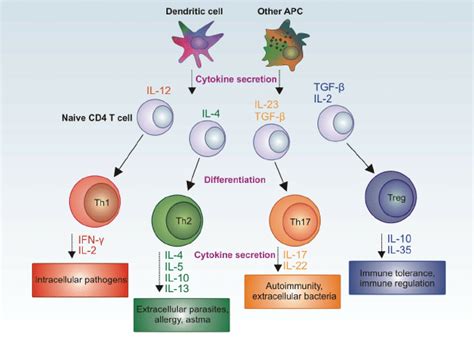 Th Cells Phenotypes Th1 Th2 And Th17 Explained In Minutes