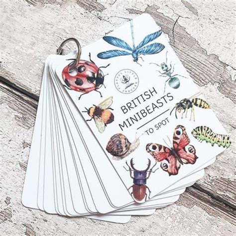 Minibeast Flashcards Flash Cards Educational Learning Etsy Uk