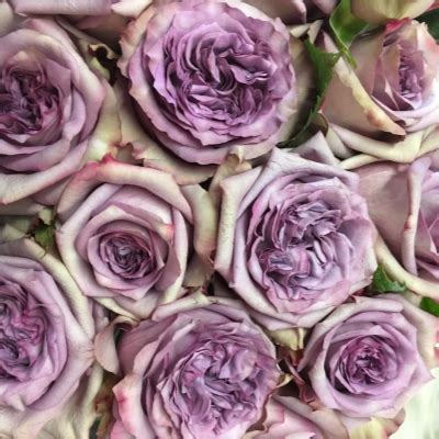 Роза “ДОЛЬЧЕТТО” - Цена на саженцы в питомнике Зеленый Сад Крым