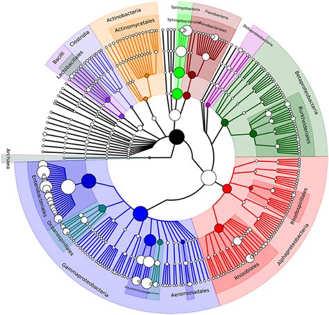 Frontiers Metagenomic Analysis Of The Gut Microbiome Of The Common