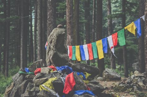 Premium Photo Multi Colored Prayer Flags On Tree Trunk In Forest