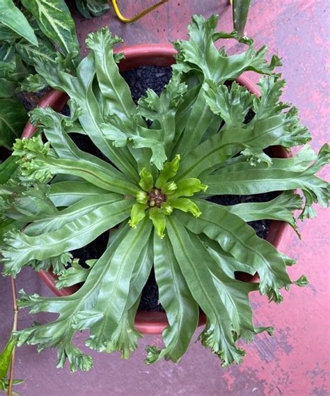 Asplenium Antiquum Crissie Foug Re Nid Doiseau