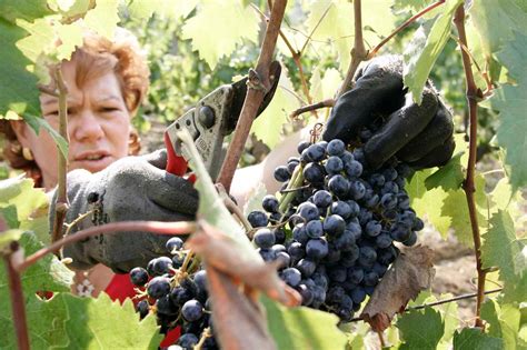 Vendemmia a luci e ombre Calo ma unottima qualità Il cambiamento