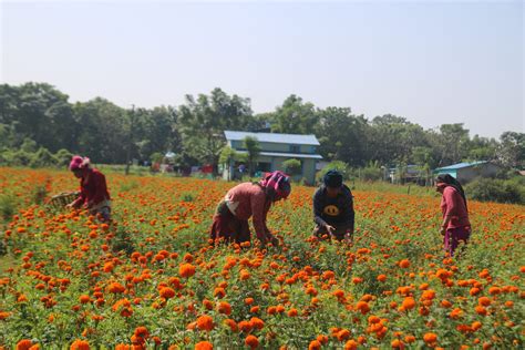 तिहारमा फुल र माला पाउनै मुस्किल नेपाल टेलिभिजन