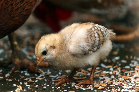 Can Chickens Eat Wheat Safely Unlocking The Benefits