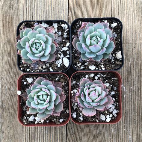 Echeveria Violet Queen Premium Succulents Direct From The Nursery