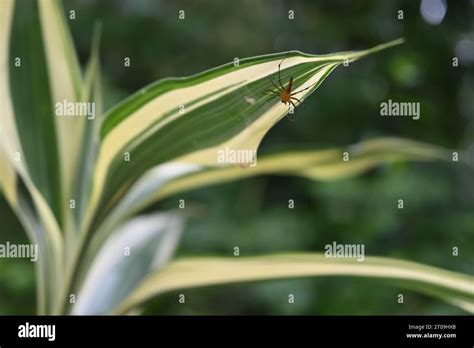 Lynx Spider Oxyopidae On Leaf Hi Res Stock Photography And Images Alamy