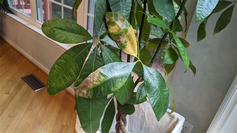 How To Fix An Underwatered Money Tree