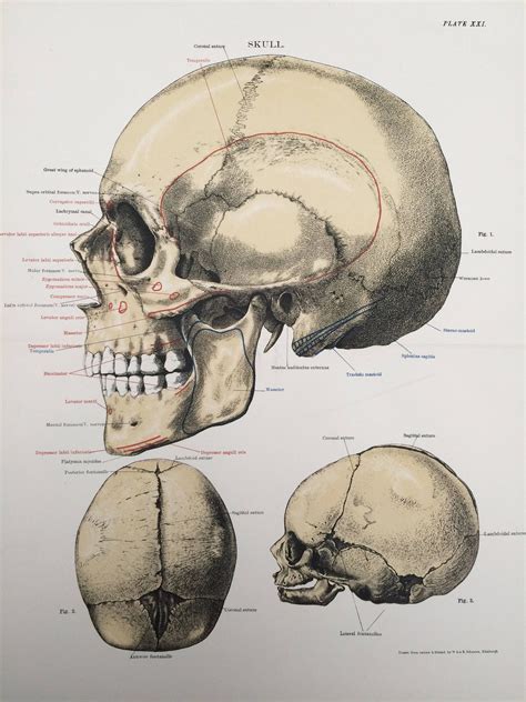 1920 Large Original Vintage Anatomical Illustration Skull Etsy Uk