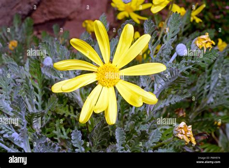 Euryops Pectinatus Grey Leaved Euryops Is Endemic To Sandstone Slopes In The Western Cape