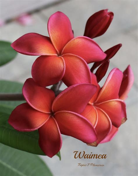 Waimea Plumeria Amazing Flowers Beautiful Flowers Most Beautiful