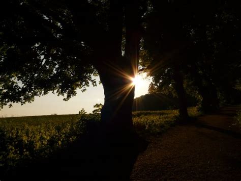 Free Images Tree Nature Branch Light Cloud Sky Sunlight Leaf