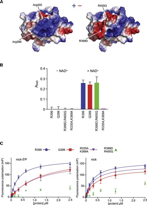 Mutational Analysis Of The Dnabinding Site Download Scientific Diagram