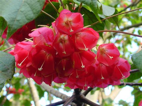 Dombeya Cacuminum Subtropical Garden