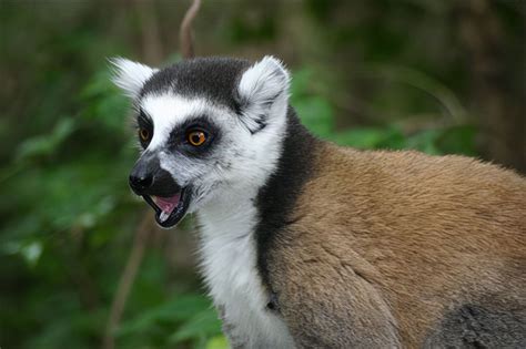 Visiter Parc National De Ranomafana Pr Parez Votre S Jour Et Voyage