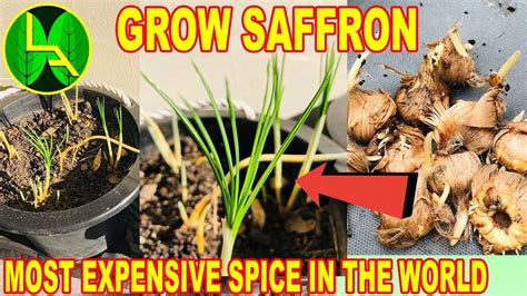 How To Grow Saffron Plants At Home Youtube