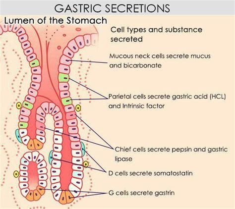 aasgaduli.blogspot.com: Gastric juice | Digestive system anatomy ...