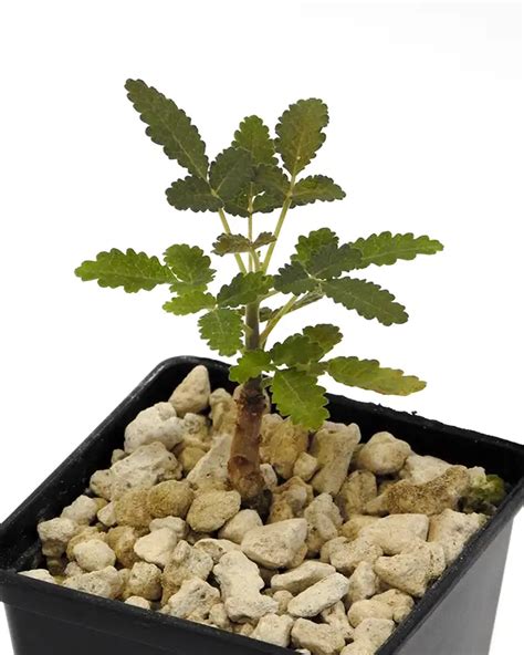 🌱 Boswellia Bullata Seedlings Shop Now