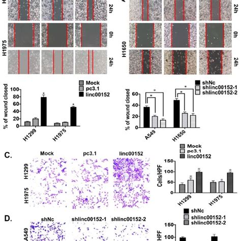 Linc00152 Induced Tumor Cell Migration And Invasion In Lung