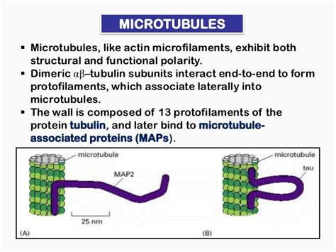 Microtubules And Molecular Motors