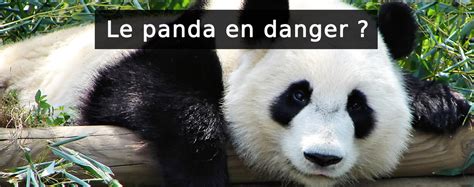 Pourquoi le panda est en voie de disparition ? | Panda Kuma