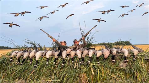 Goose Hunting From A Homemade Trailer Blind Banded Geese Youtube