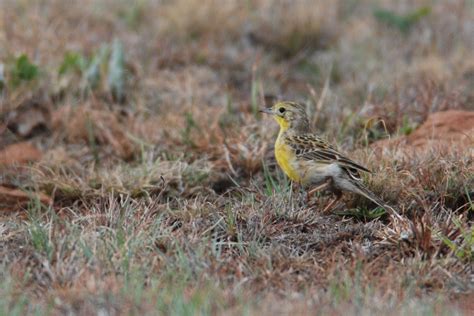 Yellow Breasted Pipit Holmen Birding Safaris