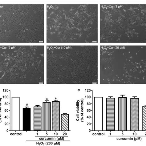 Curcumin Pretreatment Attenuated H2O2 Induced BMSCs Injury A