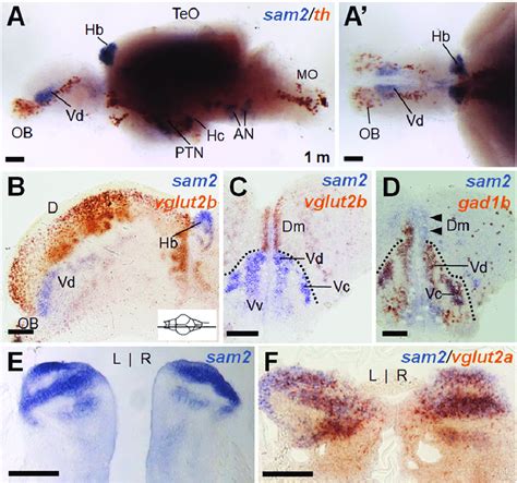 Characterization Of Sam Expressing Cells In The Adult Zebrafish Brain