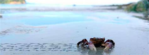 Tidepooling Along The Olympic Peninsula Whidbey News Times