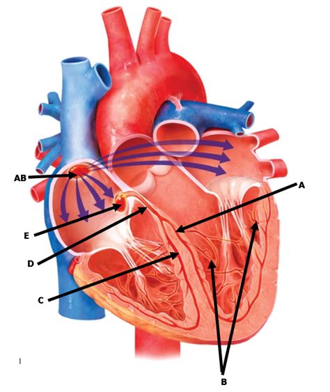 Anatomy Midterm Heart Conducting System Diagram Diagram Quizlet