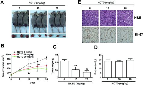 Nctd Inhibits 786 O Tumor Xenograft Growth In Vivo A 786 O Cells