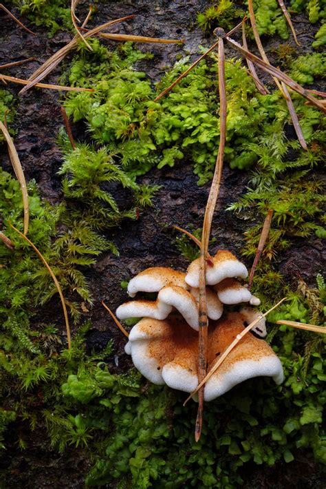 Pilz Im Wald Jensensphotography Flickr