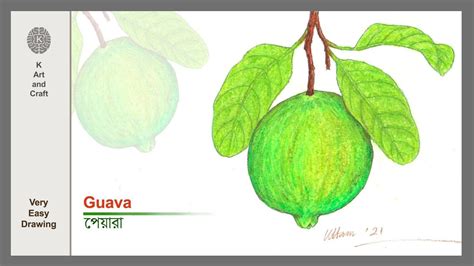 Easy and simple guava drawing/ step by step realistic guava drawing with oil pastel / পেয়ারা ...