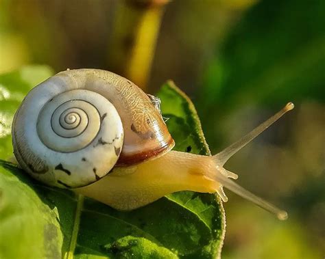 What Do River Snails Eat