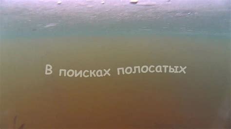 В поисках полосатых - YouTube