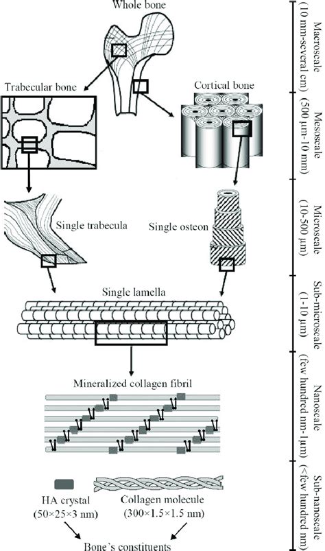 Hierarchical Structure Of Trabecular Bone Showing A Mesostructure