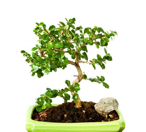 How To Grow A Fukien Tea Bonsai