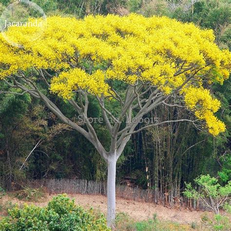 US$ 0.89 - Schizolobium parahyba Yellow Jacaranda Giant Brazilian Fire ...