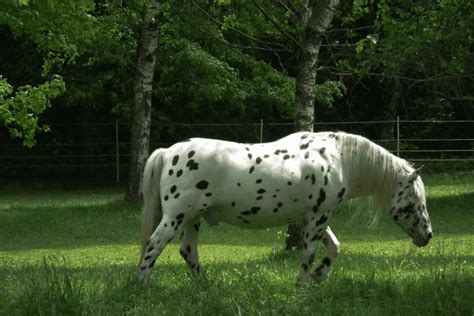 Noriker Horse: A Genetic Tapestry of Strength and Beauty - Horse Wildlife